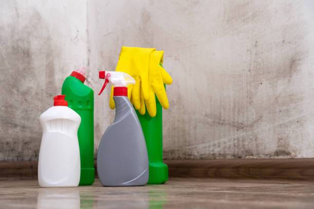 Why You Should Choose Our Mold Remediation Services in Wormleysburg, PA